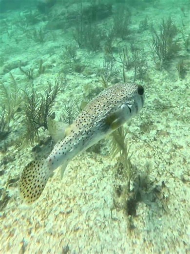 Porcupinefish, Pez Puercoespin, in coral reef in Caribe Mexico #porcupinefish #pezpuercoespin #fish