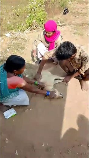 #veterinary intramuscular injection in dog