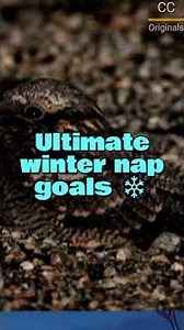 Only Bird That Truly Hibernates Like a Bear 🐦❄️