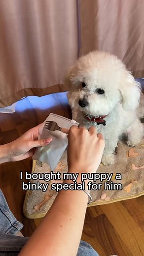 Only my dog has a binky?🫠 #dogs #puppylove #cutedogs #dogsofinstagram #doglover #puppies #funnydogs #doglife #dogreels #fluffydog #dogoftheday #puppyreels #OnlyPaws | OnlyPaws