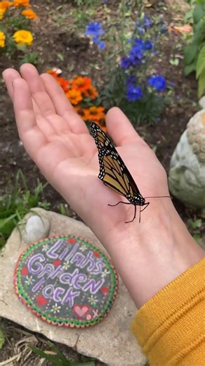 It’s already butterfly season?! #explore #nature #butterfly #animals #insects #naturelovers