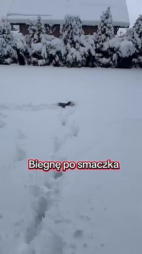 Andy (BATMAN) i jego wytrwała pogoń za smaczkiem 🐶😆❄️ Dobrze, że ma ubranko, bo mógłby się zgubić w tym śniegu 😆 Dziękujemy za filmik ♥️ #holidays | Iskierkowy Dwór - hodowla maltańczyków ZKwP/FCI