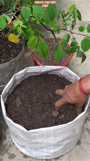 😱 Grow Grafted Star Fruit in a Waste Cement Bag! Fast Growth Secret Revealed 🌱⭐#shorts #starfruit