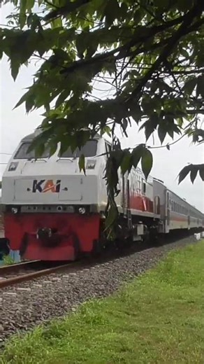 Hunting for Indonesian trains under the cherry tree