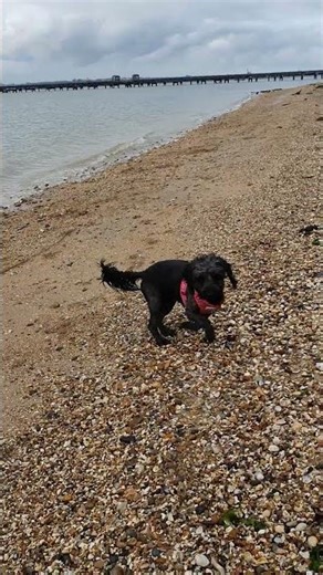 Wheel Spin Kiki! #cockapoo #cute #beach