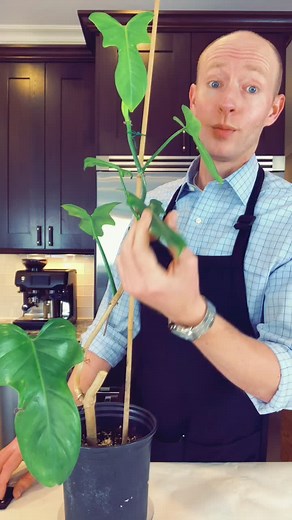 Philodendron Coir Moss Pole Care Guide