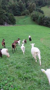 286K views · 10K reactions | สวิตเซอร์แลนด์ นมที่ดีที่สุดในโลก...