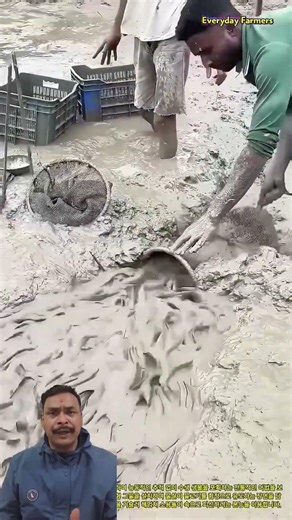 Traditional Fish Harvesting Method Without Draining the Pond #shortsfeed #shorts #trending