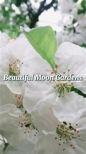 Stunning Moon Garden Ideas | Plants That Glow at Night 🤍#gardendesign #gardening #garden #flowers