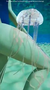 622K views · 49K reactions | Are jellyfish really that poisonous #reels #reelsvideo #fbreels #facebookviral | MR Obaydul Facts | Facebook