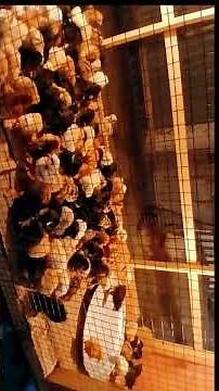 Newborn Chicks Just Hatched! 🐣 First Days of Life