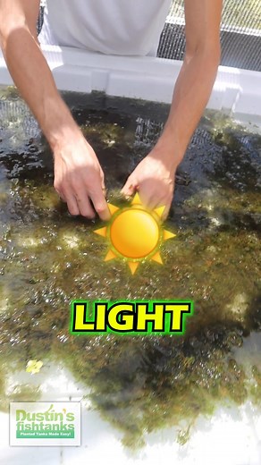 3.6K views · 40 reactions | Adding above water grown Java Moss to the...