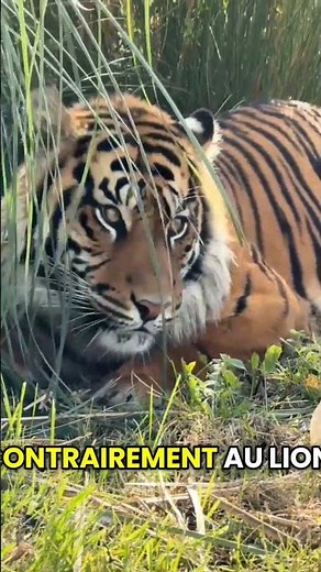Why is the Tiger the Most Dangerous Predator in the Jungle? 🐅