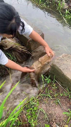 THIS VIDEO CAPTURES... A SIMPLE WAY TO FILTER FARM CANAL WATER.