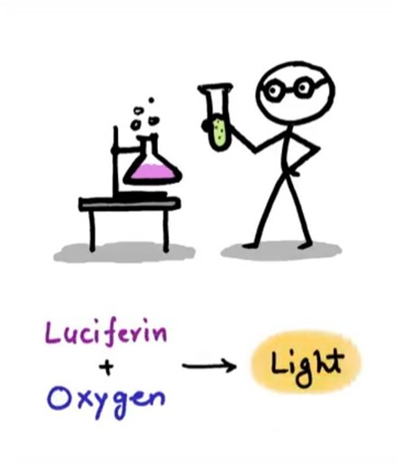 Story of firefly #firebug #glowworms #firefly #lightningbugs #science #shorts #viral