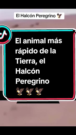 Conoce al Halcón Peregrino: El Rey del Cielo