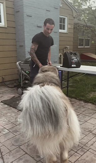 Caucasian Shepherd Dog vs Bear: Guarding with Russian Bear Dog