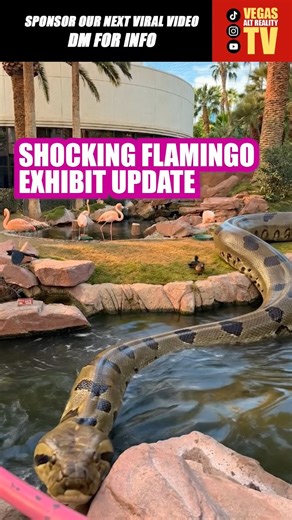 Crazy new addition to the Flamingo exhibit in Vegas! 👀 #vegas #lasvegas#vegaslocal | Vegas Alt Reality TV