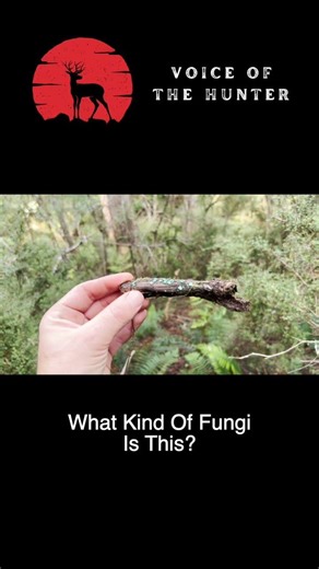 What Kind Of Fungi Is This?