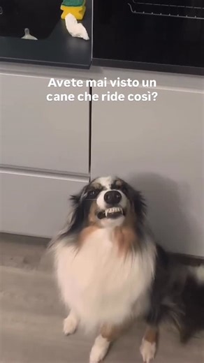 Blue on Instagram: "Cause you’re amazing ✨🐾 #aussielovers #aussiesofinstagram #viralreels #family #viral"