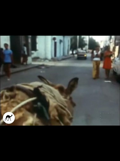 ‏Djibouti 🇩🇯 1976 #Djabouti1976 #somaliarchive #djaboutiarchive #1976