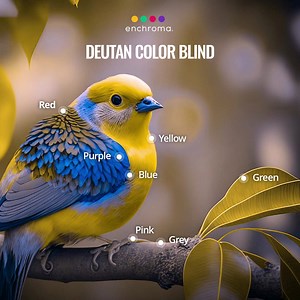 325K views · 330 reactions | Color blind? See Nature in Color for the first time. | EnChroma | Facebook