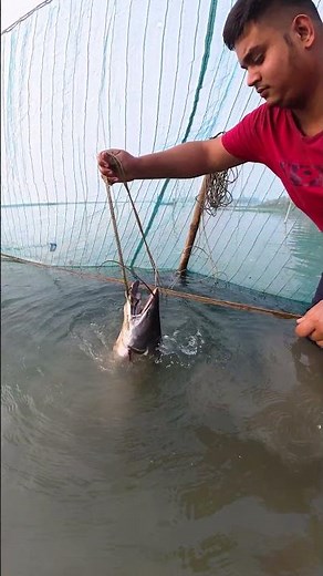 Monster Catfish Catch in the River! Traditional Fishing 🐟 #fishing #fish