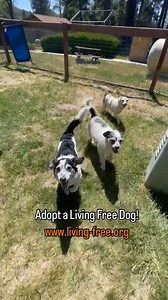 Today, June 1st, has been named as California's “Adopt-a-Pet Day”! In celebration, Living Free Animal Sanctuary is waiving all adoption fees 🐶 for today AND tomorrow 🐱 to ensure that as many animals as possible find loving families. This is your chance to bring home a new member of your family and help alleviate the overcrowding in our shelters during this special event. To learn more about our available animals, visit: www.living-free.org/adopt-a-pet ❤️ #adoptapet #adoptdontshop #livingfreean