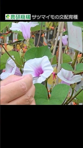 サツマイモの交配育種