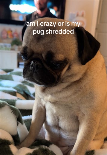Does This Pug Have a Six-Pack?