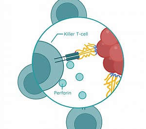 B-Lymphocytes and T-Lymphocytes | LC Biology | Studyclix Boost