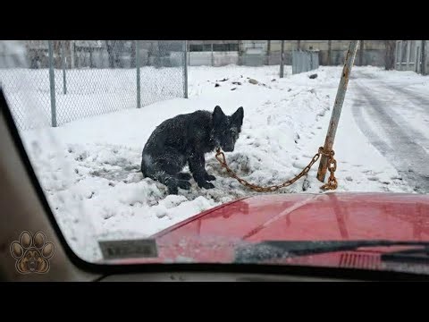 Deaf Puppy Chained in Snow – 90 Days Later Kids Answer His Silent Prayer