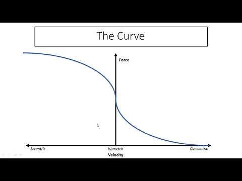 Explanation of the Force Velocity Relationship | Meaning and Implications