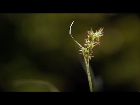 Controlling Sandburs in Grass Areas