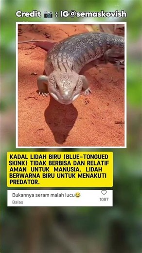 Why This Lizard Has A Bright BLUE Tongue! #Nature #Reptiles #Wildlife