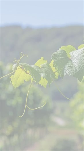 Ever wondered what the AVIX Autonomous Mark II looks like once installed? Here’s a look at the laser in action. Using advanced laser technology, it safely and effectively deters birds from your crops. Protect your crops without the worry of bird damage or disruption. #agtogo #vineyardmanagement #avix #birdlaser #cropprotection | Ag To Go