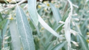 Russian olive tree branch with flowers. Elaeagnus angustifolia silver berry oleaster wild olive close up with copy space. Use as floral organic 4k backdrop for your project