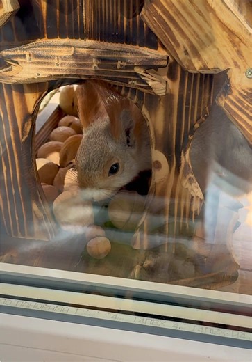 Squirrel Cracks Open a Walnut