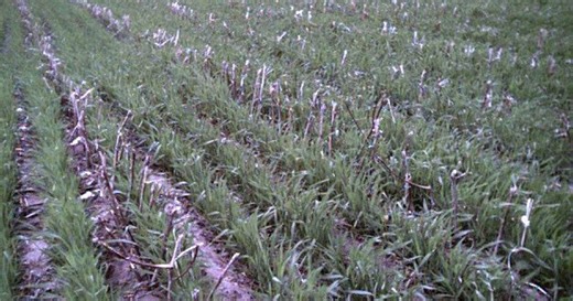 Tips for setting winter wheat for success