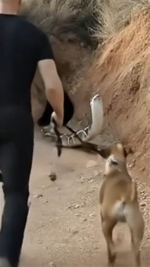 When Your Dog Knows Something #DogInstinct #DogsKnowBest #TrustYourDog #DogStory #DogLoversUSA
