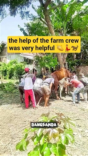 A Rarely Shown Process 🐎 #horse #farm #documentary #education #shorts