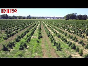 HIGH TIMES Visits a 45 Acre CBD Farm