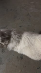 Olaf that’s been barking for at least 20 minutes outside. I walk outside and what was he barking at? The moon 🤦🏻‍♀️ | Tails of Hope Dog Rescue