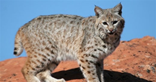 Rabid bobcat killed by dog after attacking multiple people in Prescott area, YCSO says