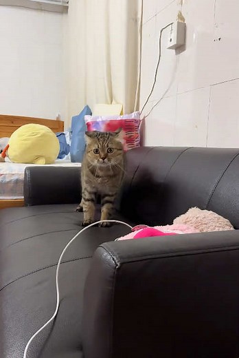 Funny Cat Reactions: Scared Cats in Hilarious Moments