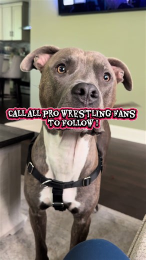 Capone telling all pro wrestling fans to follow my page to never miss wwe epic moments or highlights. #wwe #sethrollins #wrestling #viral #fyp