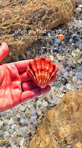 796K views · 32K reactions | Can you believe this shell find?  . You...