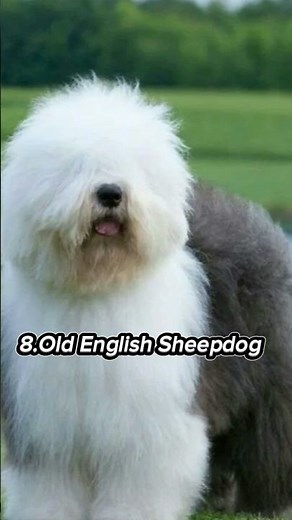 Top 10 Best Farm Dog Breeds in the World 🐕🌾 #dog #farmdogs #shorts