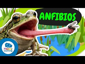 🐸 AMPHIBIANS: They breathe, going for the skin! | Educational Videos for Elementary School Childr...