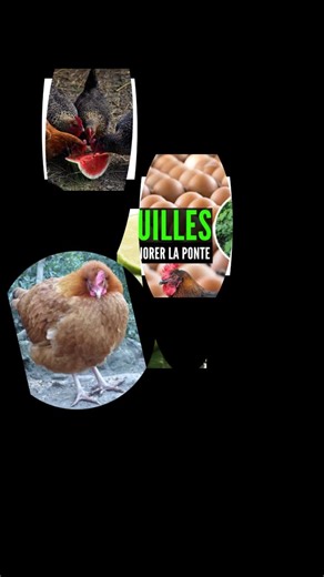 Traitement Bio pour Poulet Local Amélioré